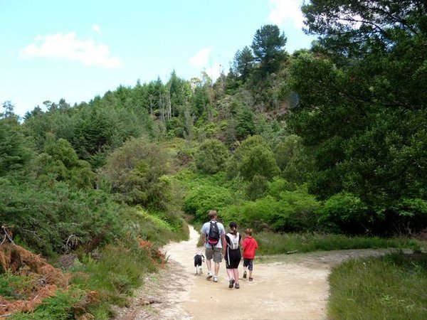 spazieren in den "red woods" bei Rotorua