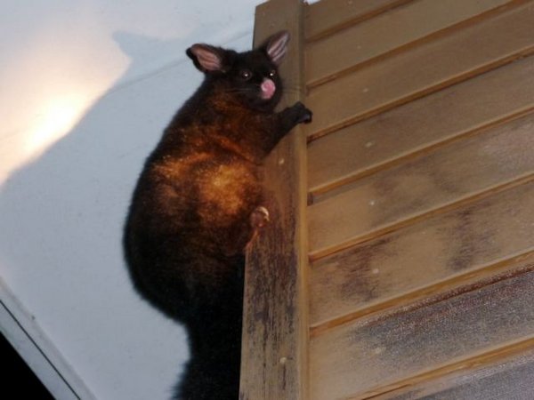 zugewandertes Haustier oder endlich mal ein lebendes Opossum, wir nennen ihn Tomtom