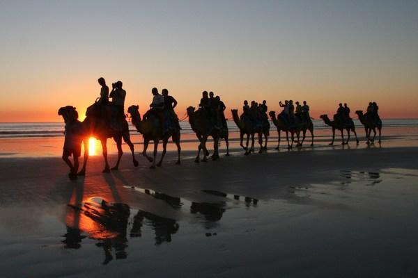 Camels in Broome