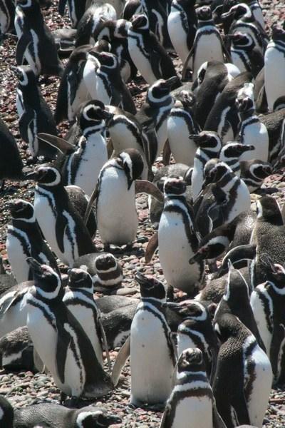 A lot of penguins