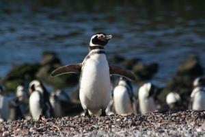 Greeting penguin, Punta Tombo