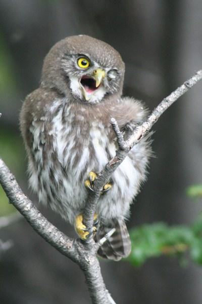 Austral pigmy owl