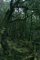 Myrtle Beech Forest