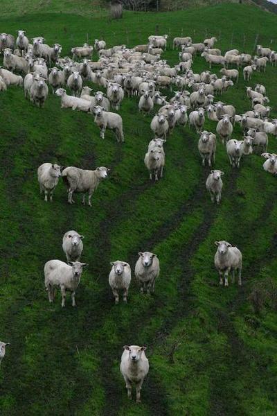Sheep posing for picture