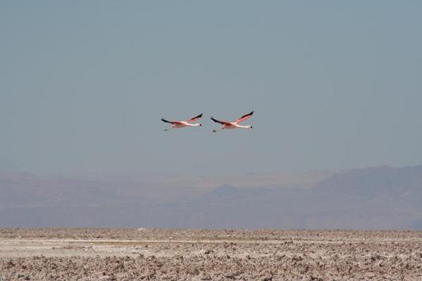 Flamingo flight