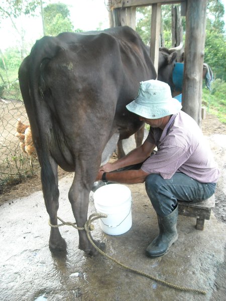 Carlos milking the cow...