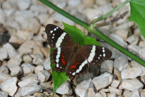 Another beautiful butterfly