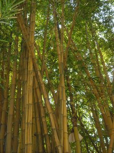 Enormous bamboo!