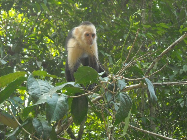 White Capuchin Monkey - the first of many photos taken by Nikki in this entry : )