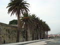 Harbor front palms