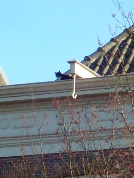 cat on a Amsterdam roof