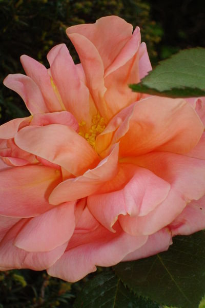 rose in Rodin's garden  