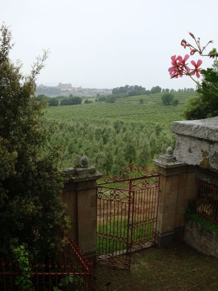 olives and grapes beyond the gate