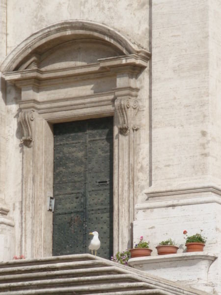 seagull on church steps