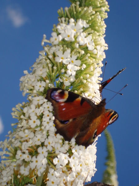 butterflys are attracted to the beautiful plants 