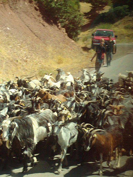 we pulled over to let goat and sheep herds pass by