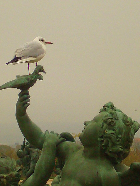 seagull in Versailles