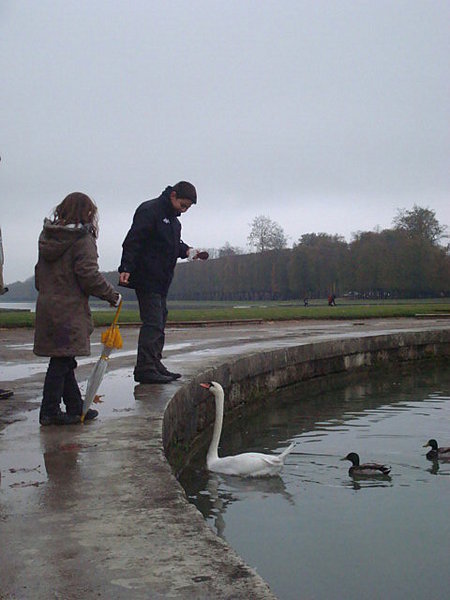 feeding the swan 