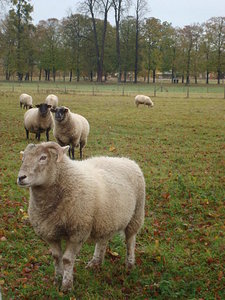 sheep at the Hamlet