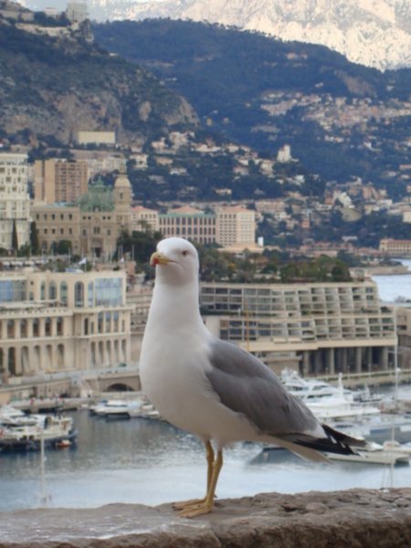the seagull prince of Monaco