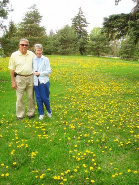 the grandparents in the dandelions
