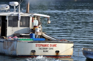 the Stephanie Diane