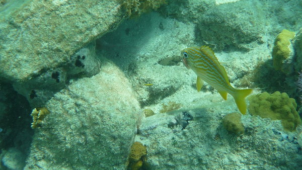 Je teste ma caméra sous-marine