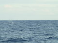 d’une baleine à bosses durant notre traversée des BVI à Saint-Martin