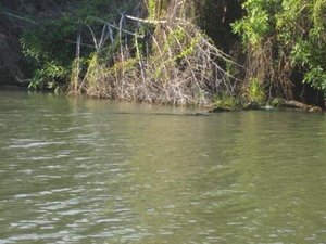 Crocs on Mary River