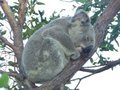 Real wild koala