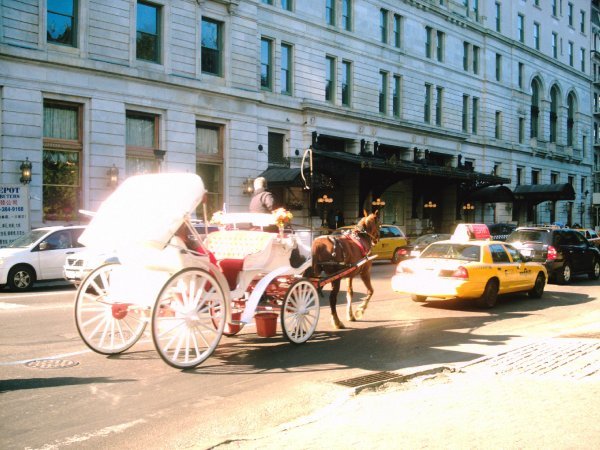 horse and carriages 