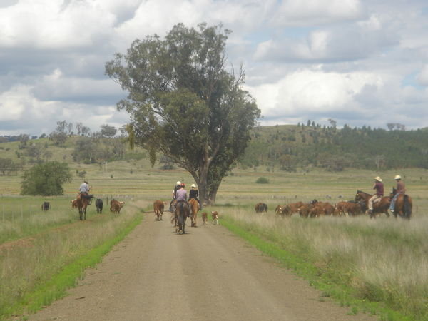 Cattle Mustering