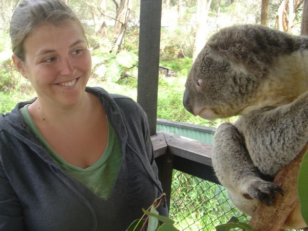 Meeting the Koalas