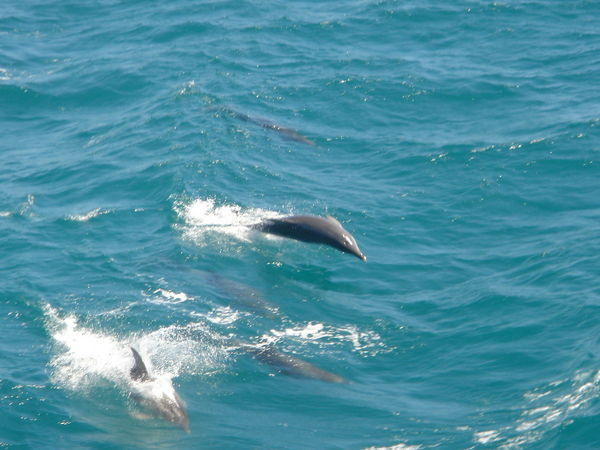 Our free dolphin watching trip