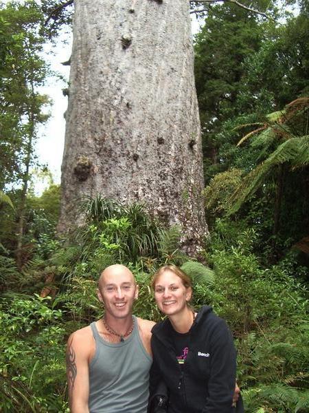 Oldest Kauri tree in New Zealand