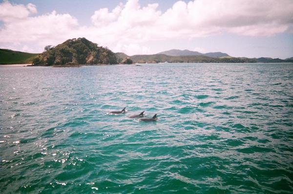 Dolphin trio