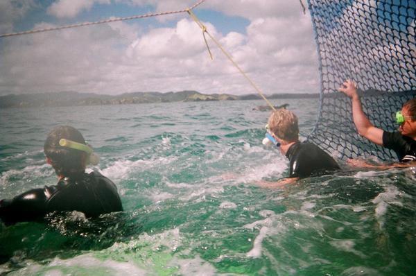 In the net, dolphin swimming, Bay of Islands