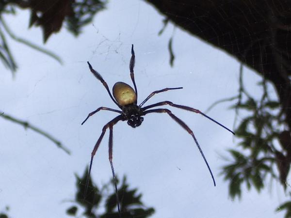 Incey wincey Spider