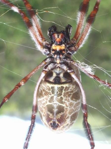One of the many scary looking spiders