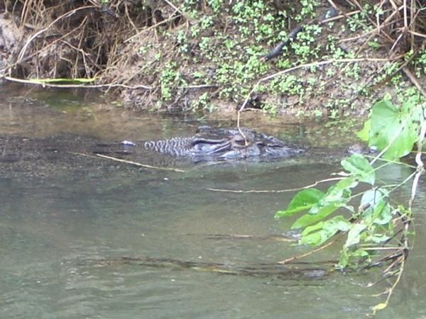 Wild croc, crickey!