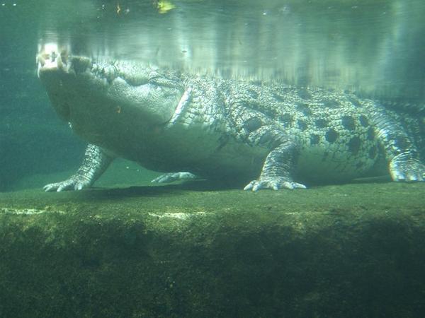 A large croc!
