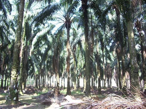 Palm oil Plantation