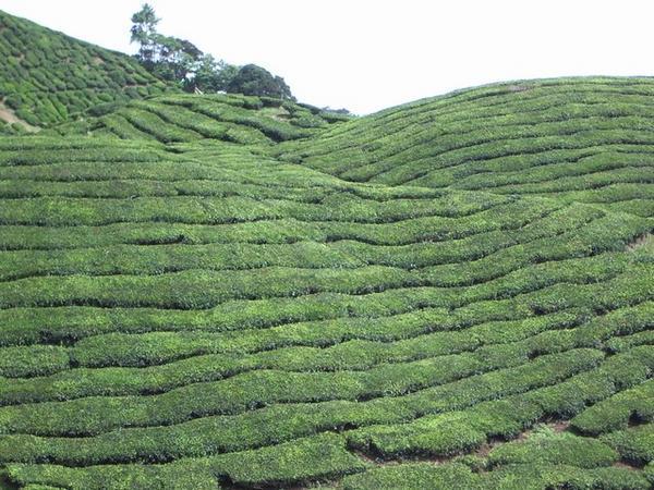 The hills are covered in tea bushes