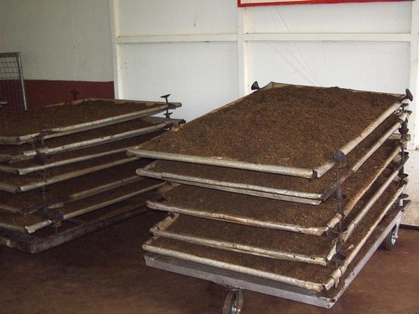 The tea leaves are left on trays to ferment
