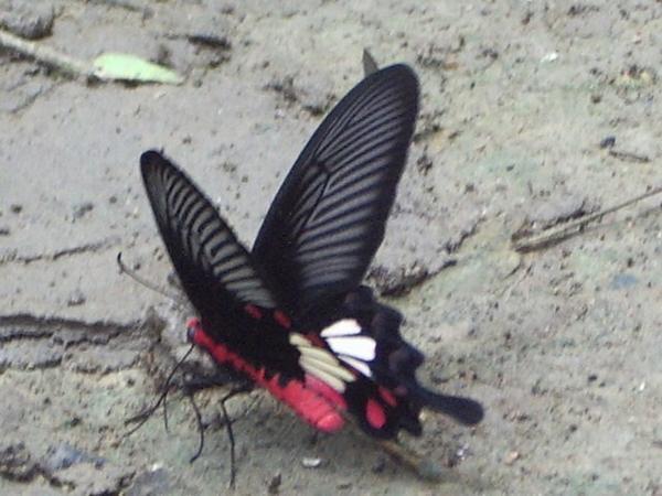 A flutterby