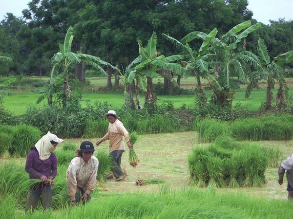 Workers in the paddy field