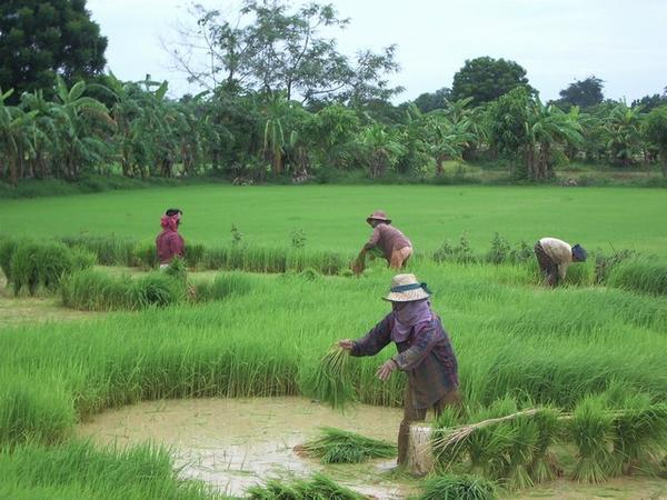 Workers in the paddy field