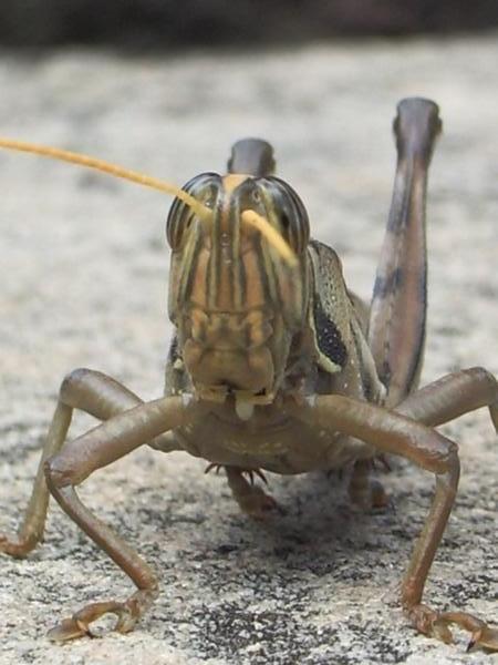 Ahhh Grasshopper.