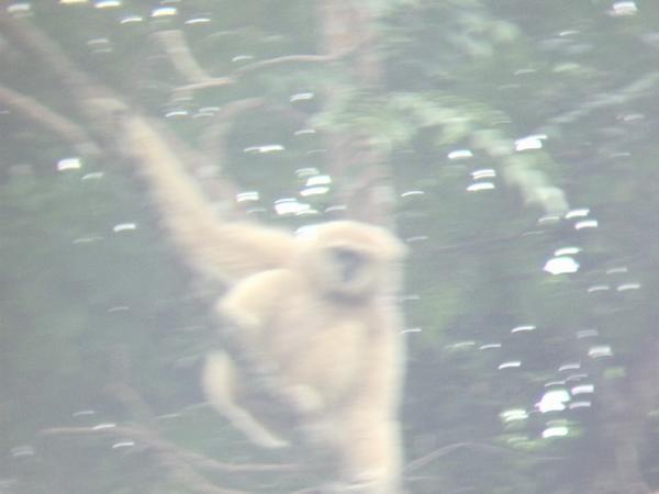 Gibbon 'hanging around'