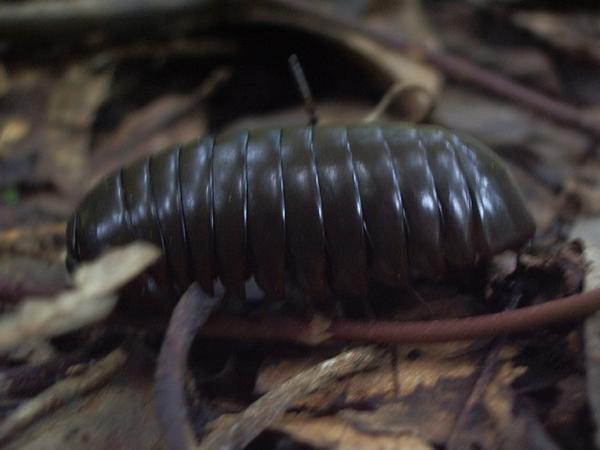 Roly Poly Beetle